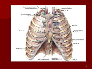 anatomy of thorax.ppt