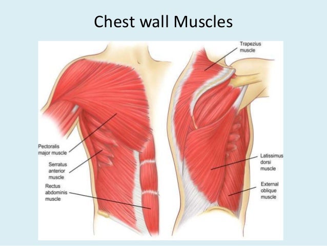 Anatomy of thorax (2)