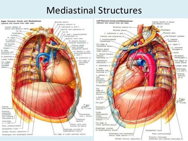 Anatomy of thorax (2) diagram of aorta and trachea 