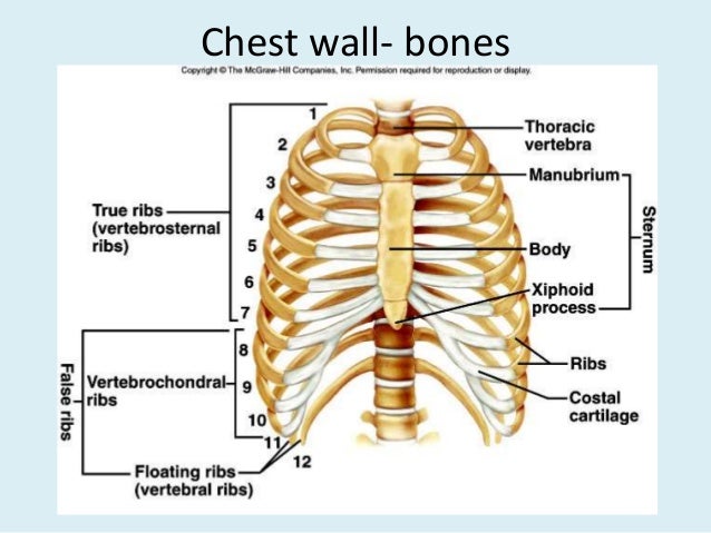 Anatomy of thorax (2)