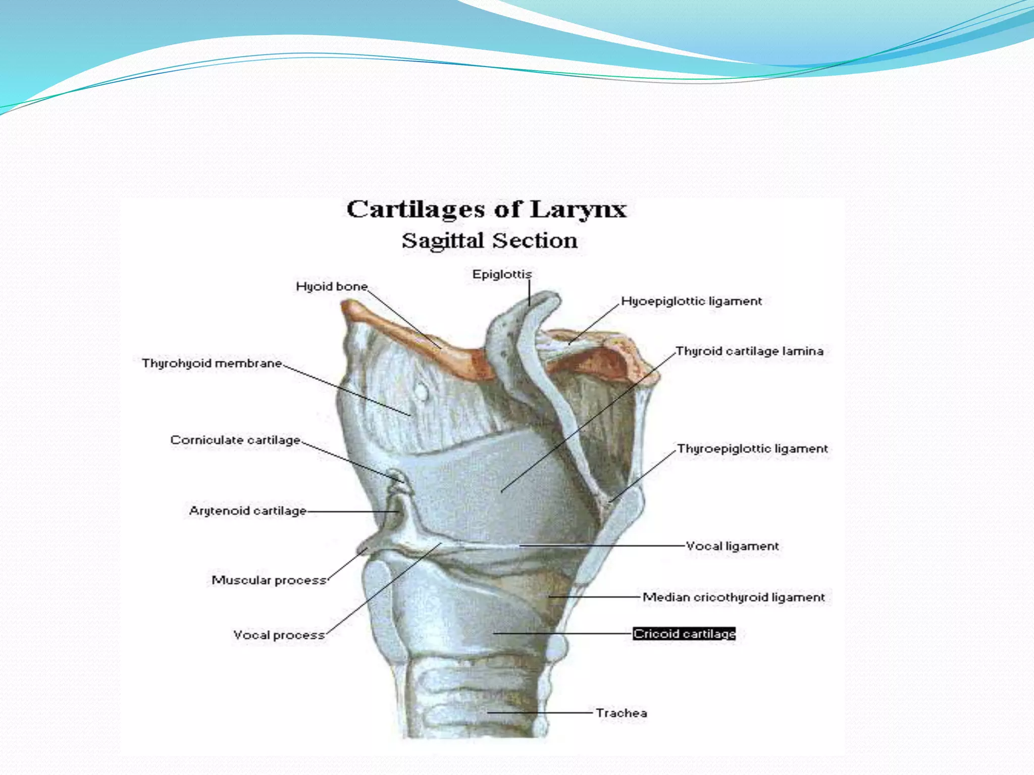 Anatomy of throat | PPTX