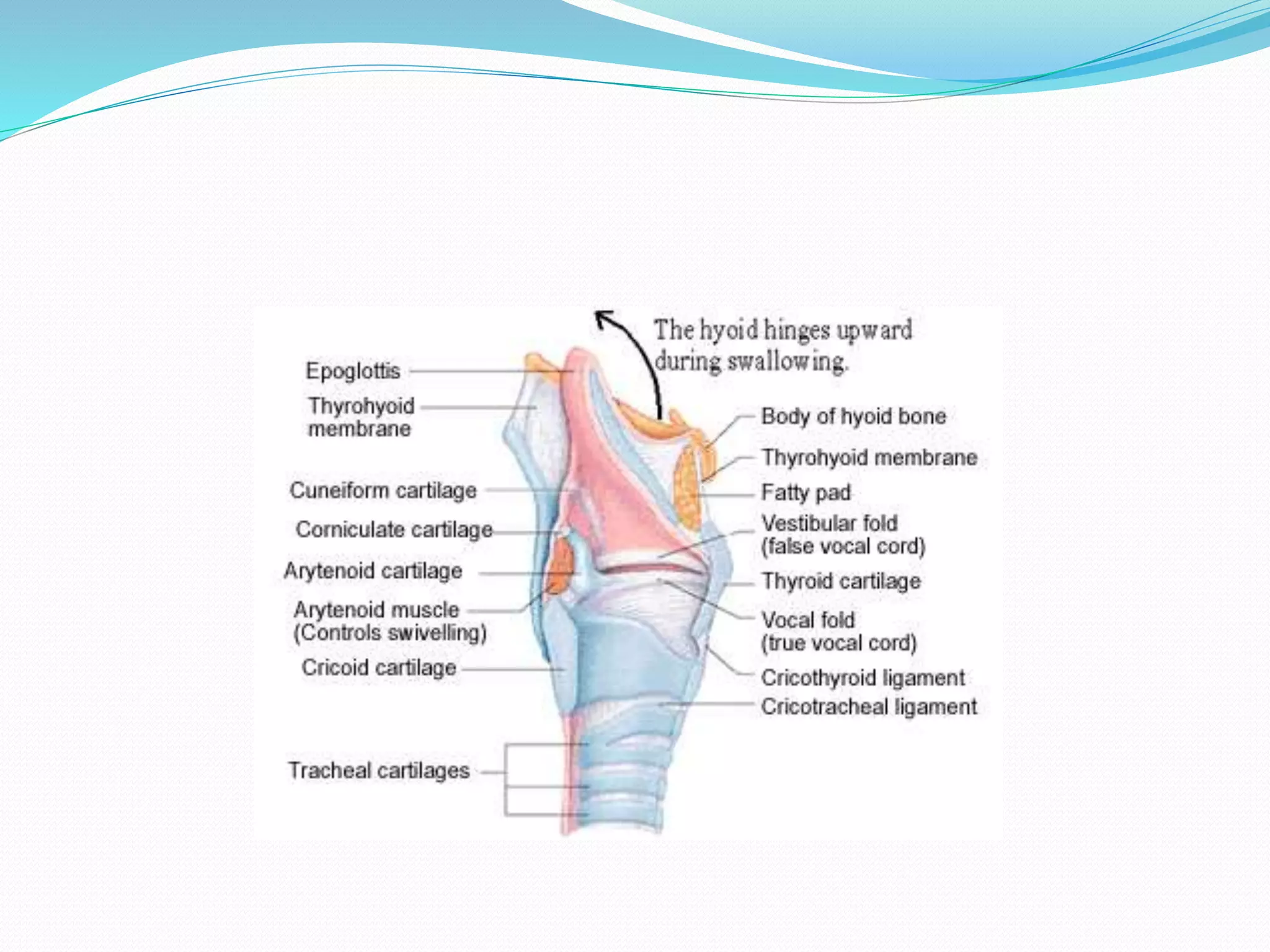 Anatomy of throat | PPTX