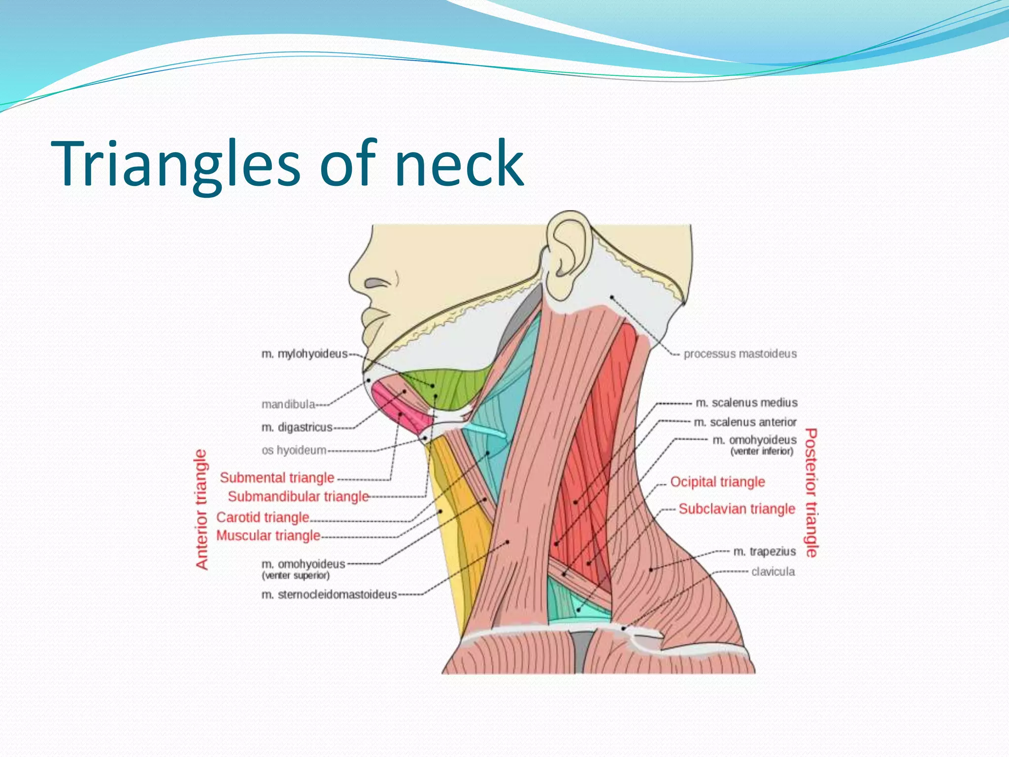 Anatomy of throat | PPTX