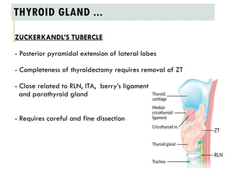 ANATOMY AND PHYSIOLOGY OF THYROID GLAND / TRIANGLEs RELATED TO THYROID ...