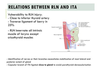 ANATOMY AND PHYSIOLOGY OF THYROID GLAND / TRIANGLEs RELATED TO THYROID ...