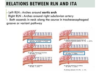 Left Rln Path ANATOMY AND PHYSIOLOGY OF THYROID GLAND / TRIANGLEs RELATED TO THYROID ...