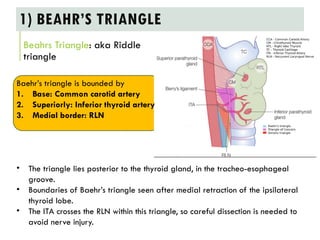 ANATOMY AND PHYSIOLOGY OF THYROID GLAND / TRIANGLEs RELATED TO THYROID ...