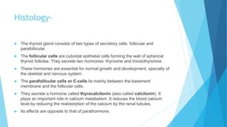 Histology-
 The thyroid gland consists of two types of secretory cells: follicular and
parafollicular.
 The follicular cells are cuboidal epithelial cells forming the wall of spherical
thyroid follicles. They secrete two hormones: thyroxine and triiodothyronine.
 These hormones are essential for normal growth and development, specially of
the skeletal and nervous system.
 The parafollicular cells or C-cells lie mainly between the basement
membrane and the follicular cells.
 They secrete a hormone called thyrocalcitonin (also called calcitonin). It
plays an important role in calcium metabolism. It reduces the blood calcium
level by reducing the reabsorption of the calcium by the renal tubules.
 Its effects are opposite to that of parathormone.
 