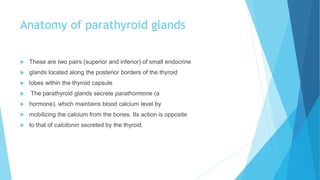 Anatomy of parathyroid glands
 These are two pairs (superior and inferior) of small endocrine
 glands located along the posterior borders of the thyroid
 lobes within the thyroid capsule
 The parathyroid glands secrete parathormone (a
 hormone), which maintains blood calcium level by
 mobilizing the calcium from the bones. Its action is opposite
 to that of calcitonin secreted by the thyroid.
 
