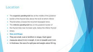 Location
 The superior parathyroid lies at the middle of the posterior
 border of the thyroid lobe above the level at which inferior
 Thyroid artery crosses the recurrent laryngeal nerve.
 The inferior parathyroid lies on the posterior border of
 the thyroid lobe near its lower pole, below the inferior thyroid
 Artery
 Size and Shape
 They are small, oval or lentiform in shape. Each gland
 measures about 6 mm in length, 4 mm in breadth and 2 mm
 in thickness, the size of a split pea and weighs about 50 mg.
 