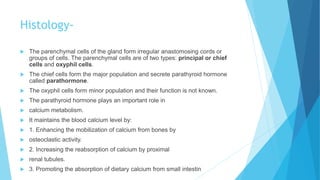 Histology-
 The parenchymal cells of the gland form irregular anastomosing cords or
groups of cells. The parenchymal cells are of two types: principal or chief
cells and oxyphil cells.
 The chief cells form the major population and secrete parathyroid hormone
called parathormone.
 The oxyphil cells form minor population and their function is not known.
 The parathyroid hormone plays an important role in
 calcium metabolism.
 It maintains the blood calcium level by:
 1. Enhancing the mobilization of calcium from bones by
 osteoclastic activity.
 2. Increasing the reabsorption of calcium by proximal
 renal tubules.
 3. Promoting the absorption of dietary calcium from small intestin
 