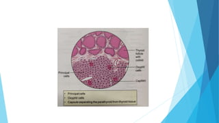 Thyroid and Parathyroid Gland.