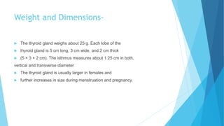 Weight and Dimensions-
 The thyroid gland weighs about 25 g. Each lobe of the
 thyroid gland is 5 cm long, 3 cm wide, and 2 cm thick
 (5 × 3 × 2 cm). The isthmus measures about 1.25 cm in both,
vertical and transverse diameter
 The thyroid gland is usually larger in females and
 further increases in size during menstruation and pregnancy.
 