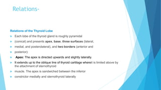 Relations-
Relations of the Thyroid Lobe
 Each lobe of the thyroid gland is roughly pyramidal
 (conical) and presents apex, base, three surfaces (lateral,
 medial, and posterolateral), and two borders (anterior and
 posterior):
 Apex: The apex is directed upwards and slightly laterally.
 It extends up to the oblique line of thyroid cartilage whereit is limited above by
the attachment of sternothyroid
 muscle. The apex is sandwiched between the inferior
 constrictor medially and sternothyroid laterally
 