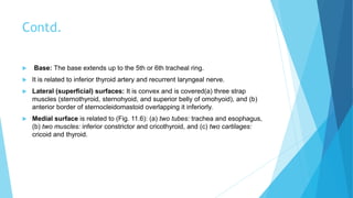 Contd.
 Base: The base extends up to the 5th or 6th tracheal ring.
 It is related to inferior thyroid artery and recurrent laryngeal nerve.
 Lateral (superficial) surfaces: It is convex and is covered(a) three strap
muscles (sternothyroid, sternohyoid, and superior belly of omohyoid), and (b)
anterior border of sternocleidomastoid overlapping it inferiorly.
 Medial surface is related to (Fig. 11.6): (a) two tubes: trachea and esophagus,
(b) two muscles: inferior constrictor and cricothyroid, and (c) two cartilages:
cricoid and thyroid.
 