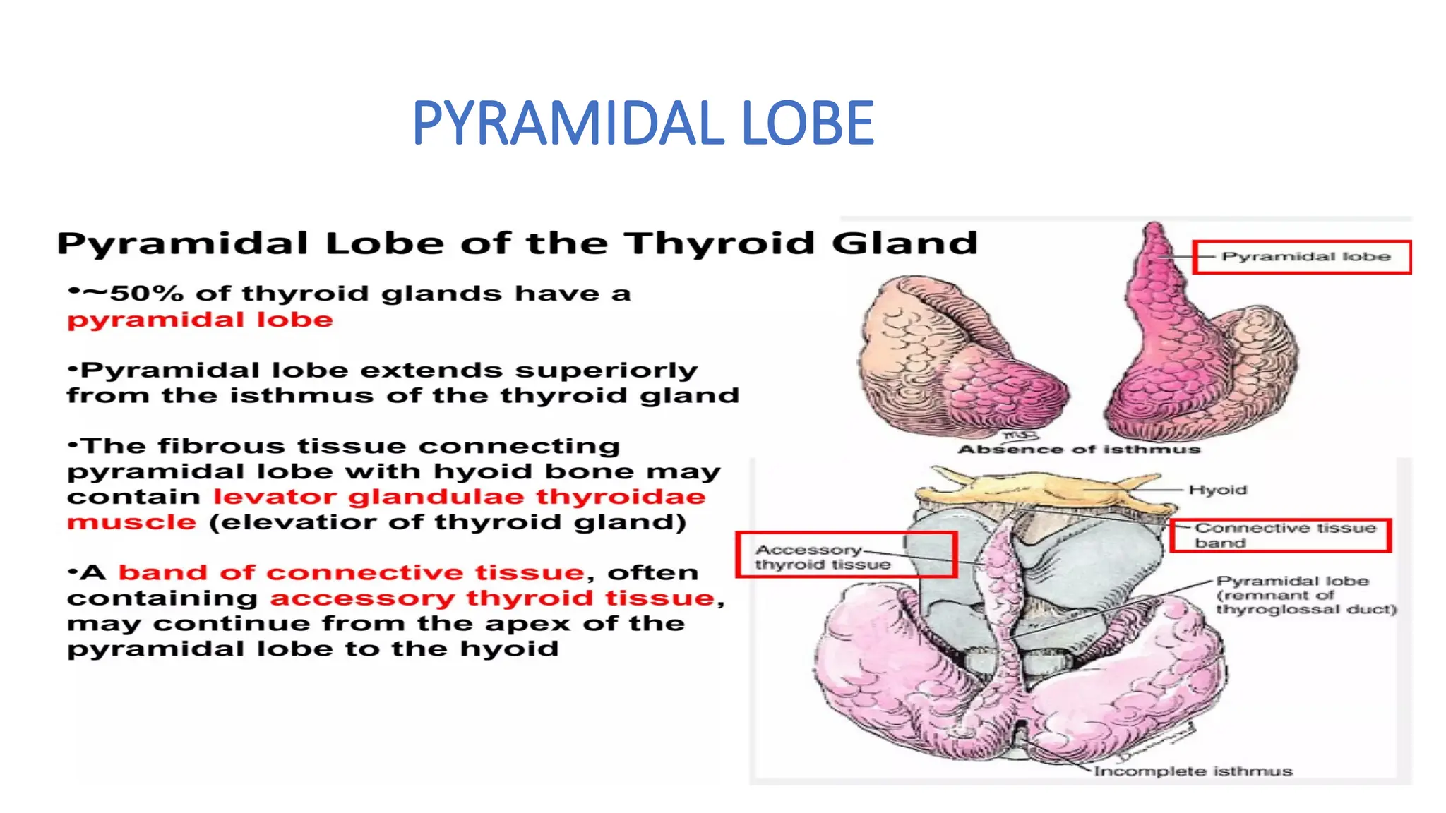 ANATOMY OF THYROID AND PARATHYROID GLAND.pptx