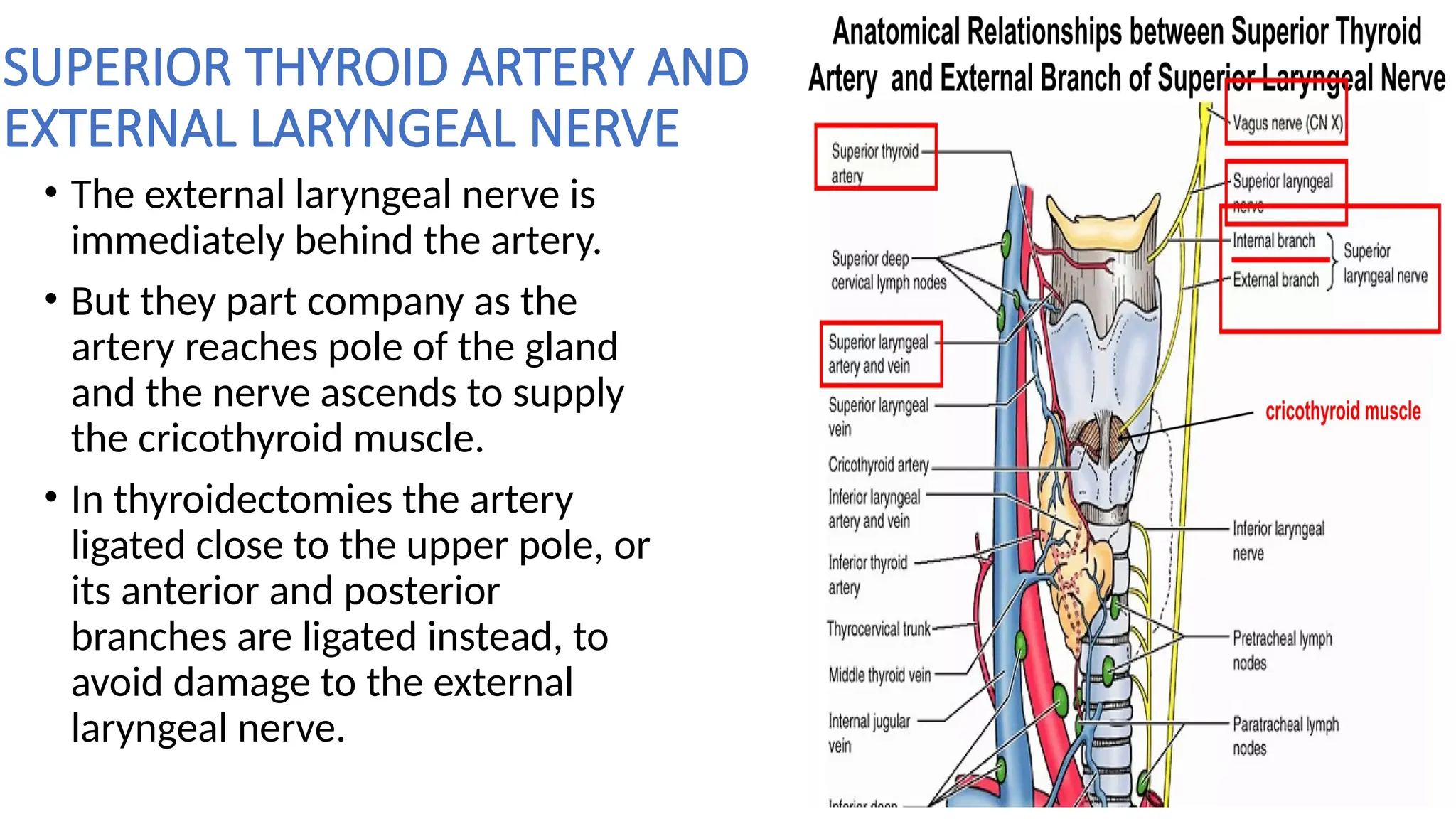 ANATOMY OF THYROID AND PARATHYROID GLAND.pptx