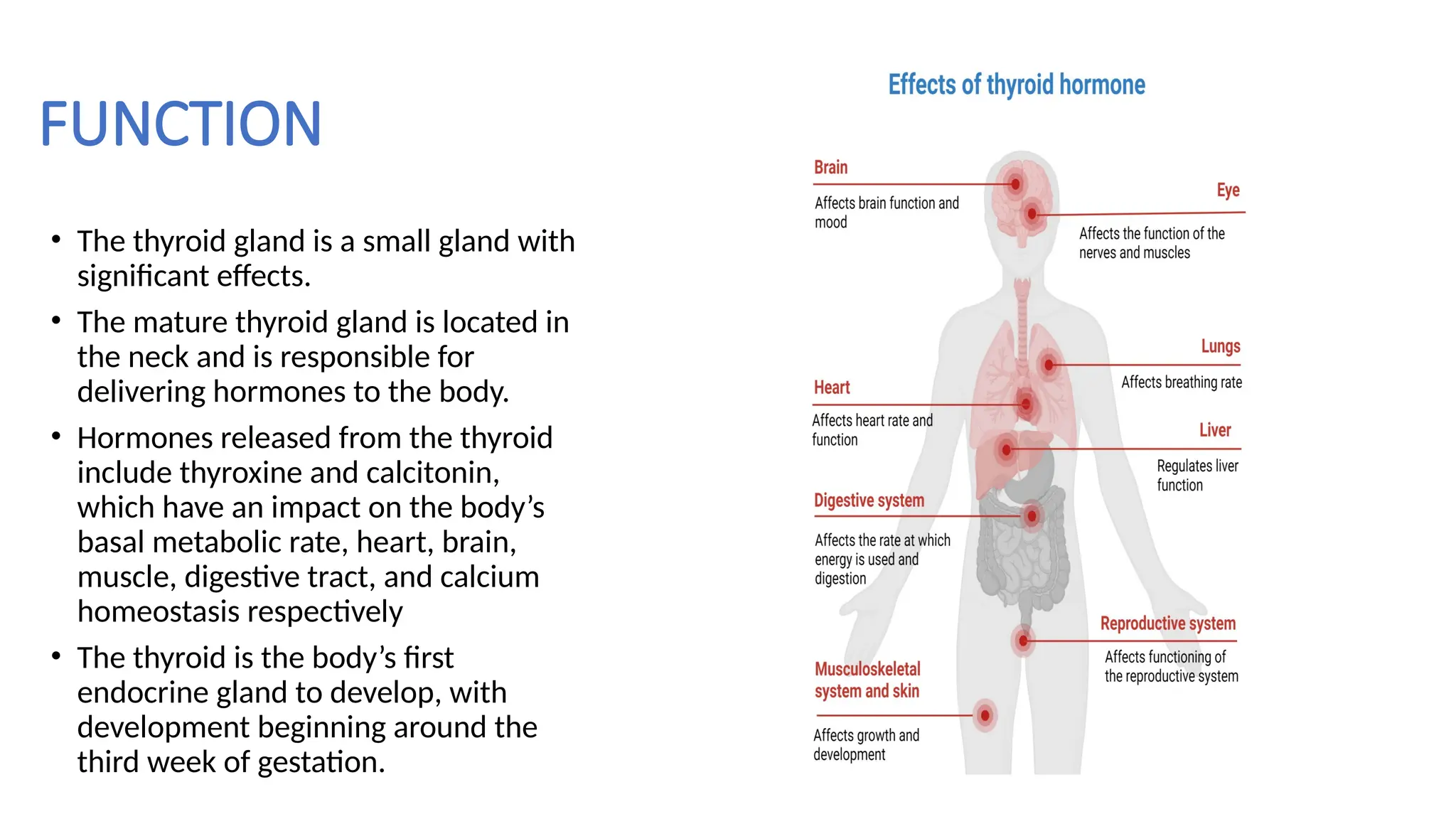 ANATOMY OF THYROID AND PARATHYROID GLAND.pptx