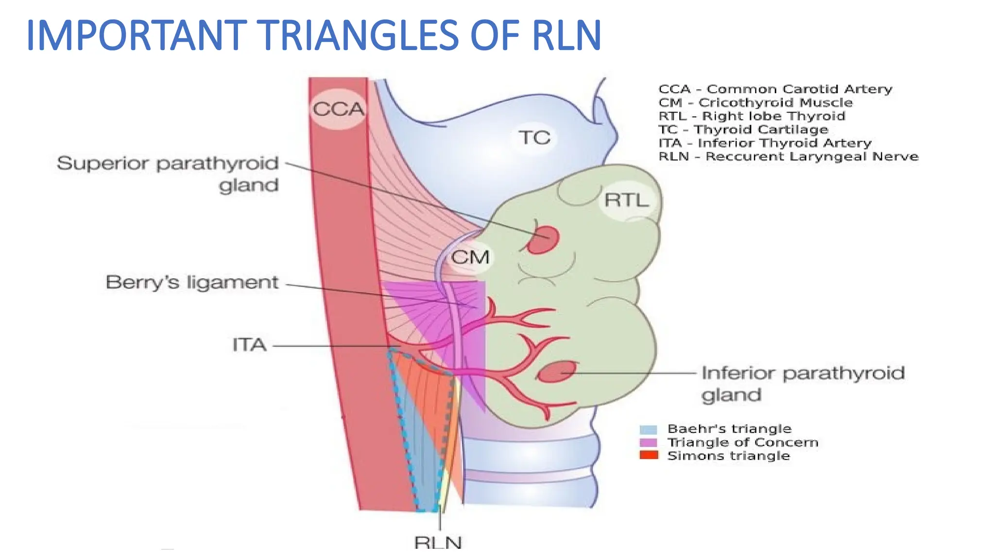 ANATOMY OF THYROID AND PARATHYROID GLAND.pptx