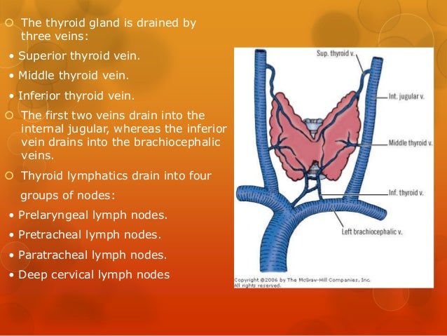 Anatomy of thyroid and parathyroid glands