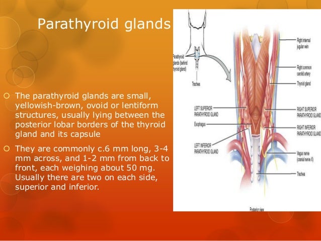 Anatomy of thyroid and parathyroid glands