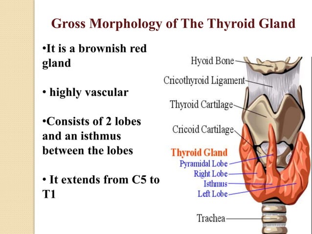 Anatomy of thyroid inter thyrio gland-1.pptx