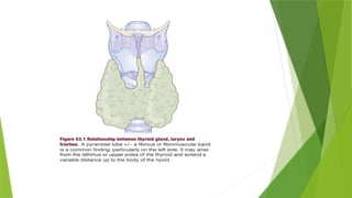 ANATOMY OF THYROID GLAND presentation. Ppt | PPTX