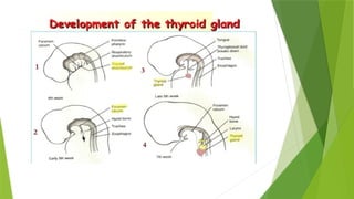 ANATOMY OF THYROID GLAND presentation. Ppt | PPTX