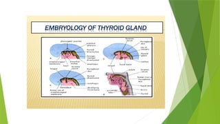 ANATOMY OF THYROID GLAND presentation. Ppt | PPTX