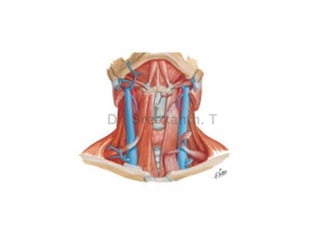 Anatomy of thyroid gland cme