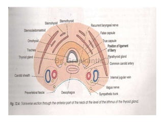 Anatomy of thyroid gland cme