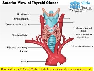 Anterior View of Thyroid Glands
Epiglottis
Isthmus of thyroid
gland
Left subclavian artery
Left lateral lobe of
thyroid gland
Hyoid bone
Thyroid cartilage
Common carotid artery
Right lateral lobe
Right subclavian artery
Trachea
Aorta
 