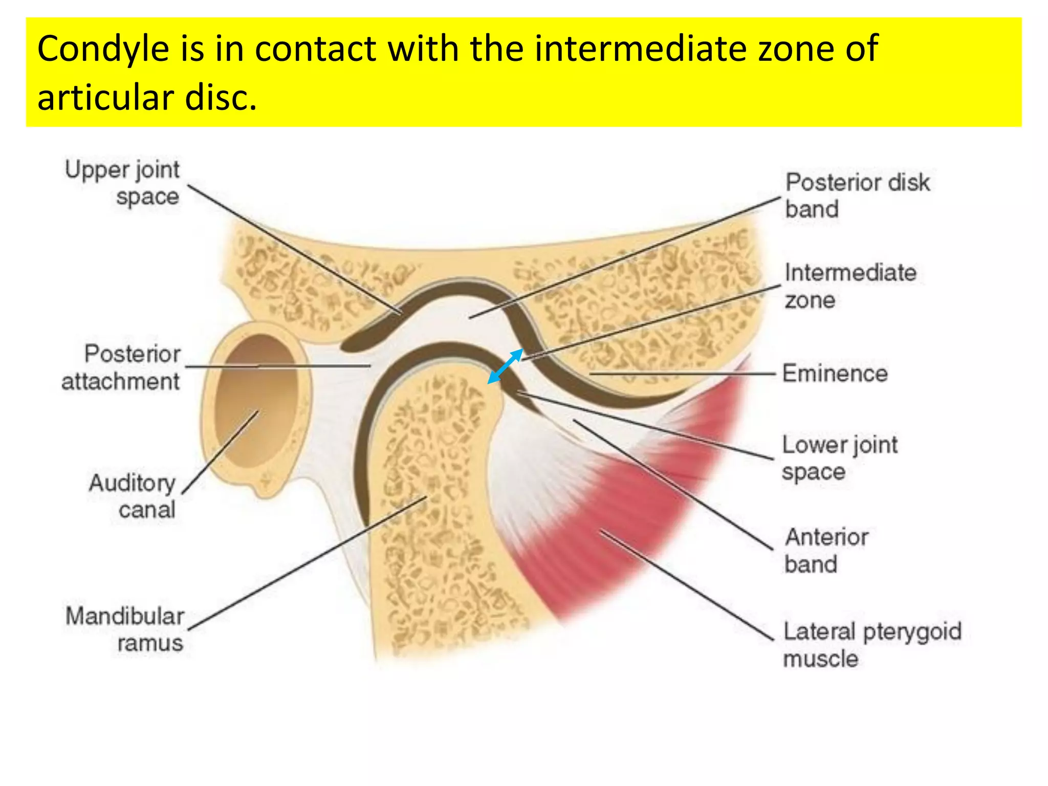 Anatomy of TMJ | PDF