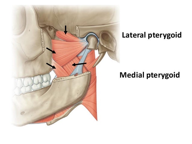 Anatomy of TMJ