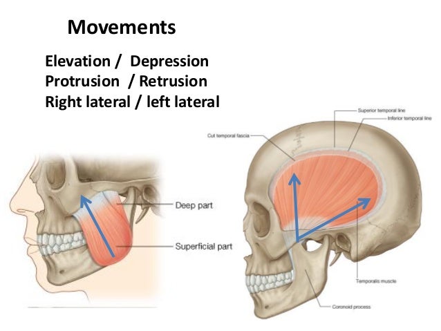 anatomy of tmj 29 638 jpg cb 1488699144 tmj anatomy