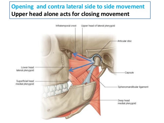 anatomy of tmj 30 638 jpg cb 1488699144 tmj anatomy