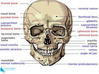 Anatomy of tmj | PDF