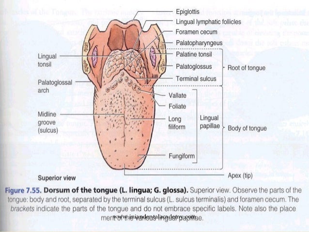 SEARCH AND BUY THIS PRODUCT Anatomy of tongue/endodontic courses