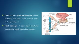 Bilaterally Upper Rails Comprehensive Anatomy of the Human Tongue | PPTX