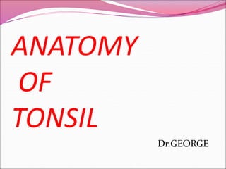 ANATOMY
OF
TONSIL
Dr.GEORGE
 