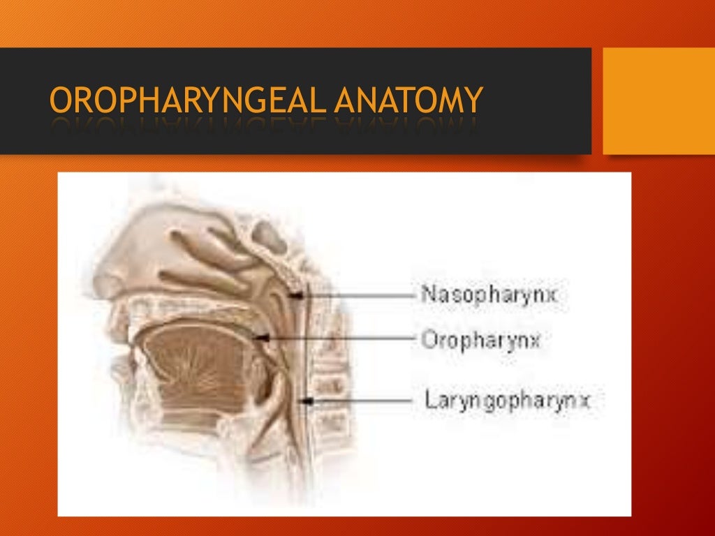Anatomy Of Tonsil And Oropharynx