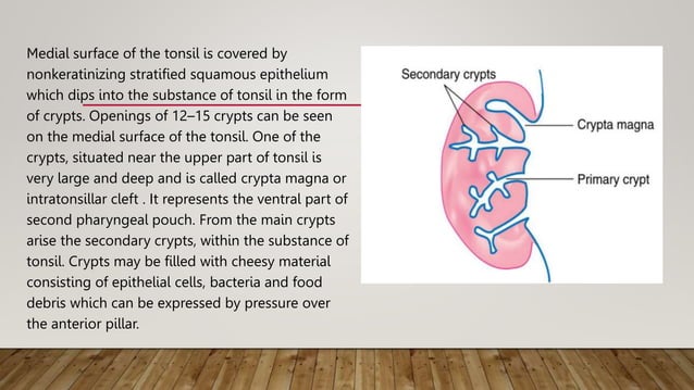 Anatomy and histology of the palatine tonsils.pptx