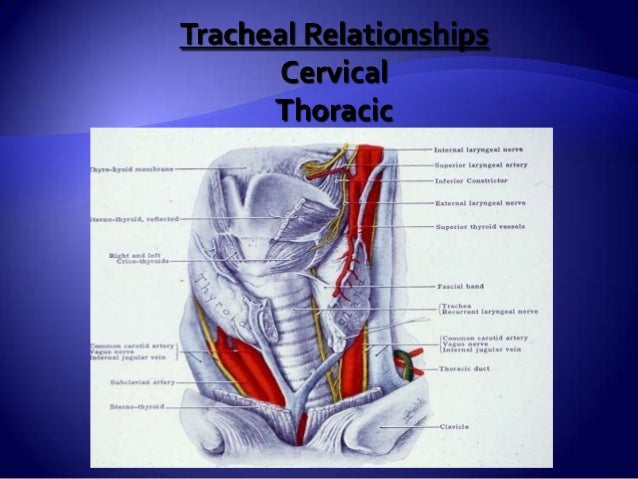 anatomy of trachea amp tracheostomy tracheostomy anatomy