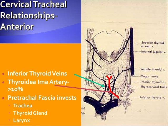 Anatomy Of Trachea Tracheostomy