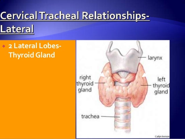 anatomy of trachea tracheostomy tracheostomy anatomy