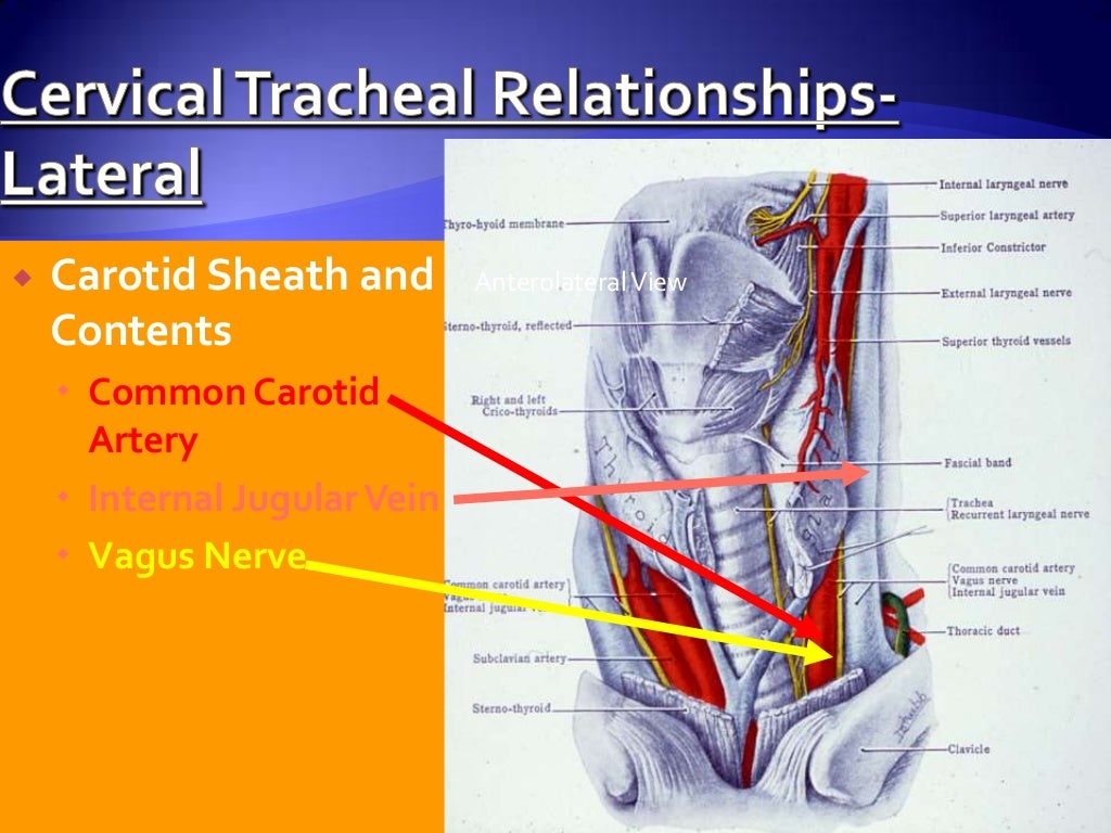 anatomy of trachea amp tracheostomy tracheostomy anatomy