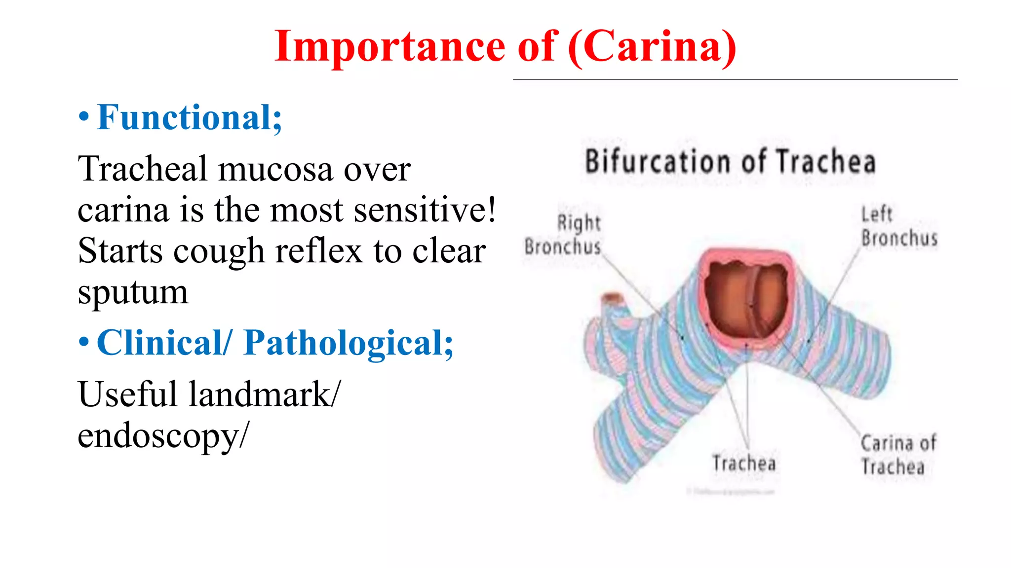 anatomy of trachea.pptx