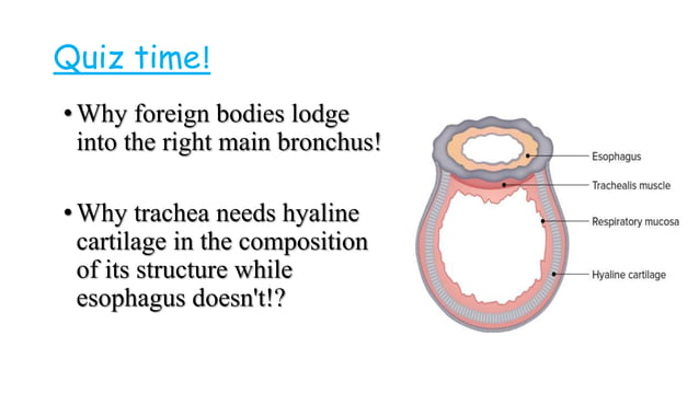 anatomy of trachea.pptx