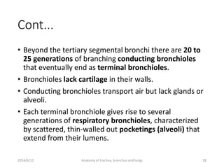 Anatomy of trachea, bronchi, & lungs.pptx