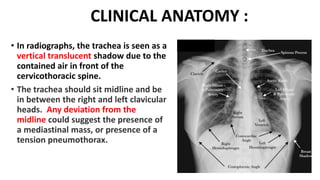 Trachea Radiology ANATOMY OF TRACHEA, BRONCHI & PLEURA.pptx